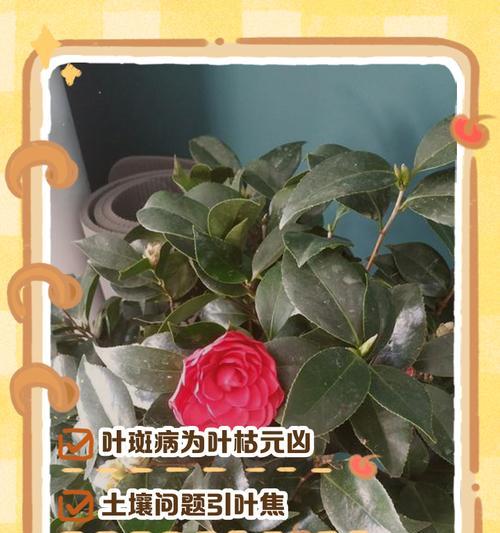 花叶边缘干枯是什么原因？如何处理？