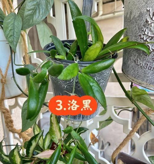 球兰品种大全有哪些？如何选择球兰品种？