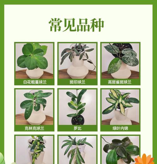 球兰品种大全有哪些？如何选择球兰品种？