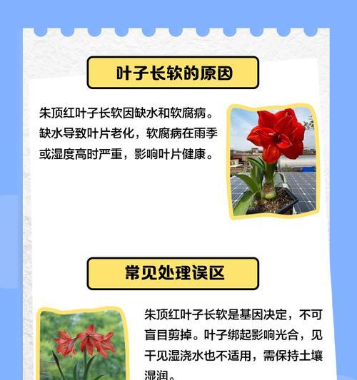 朱顶红叶子倒伏的原因及解决方法是什么？