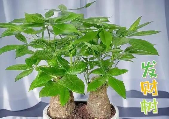 发财树冻伤后如何急救？预防措施有哪些？