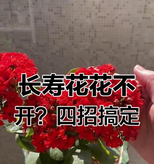 长寿花不开花的原因及促进开花的方法是什么？
