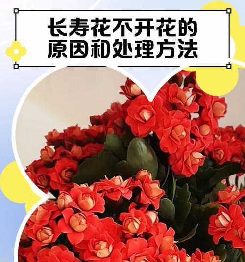 长寿花不开花的原因及促进开花的方法是什么？