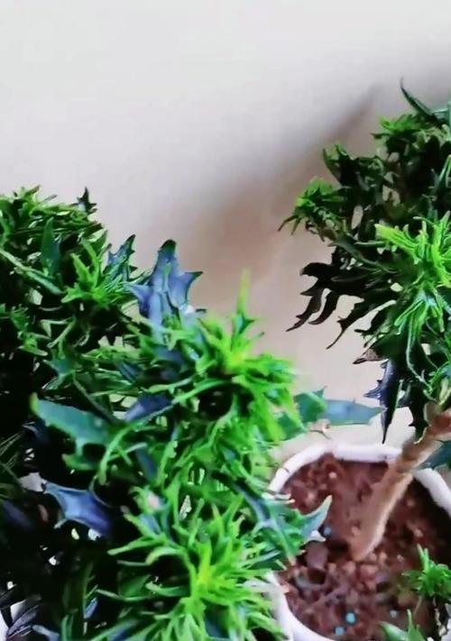 长寿花不开花的原因及促进开花的方法是什么？