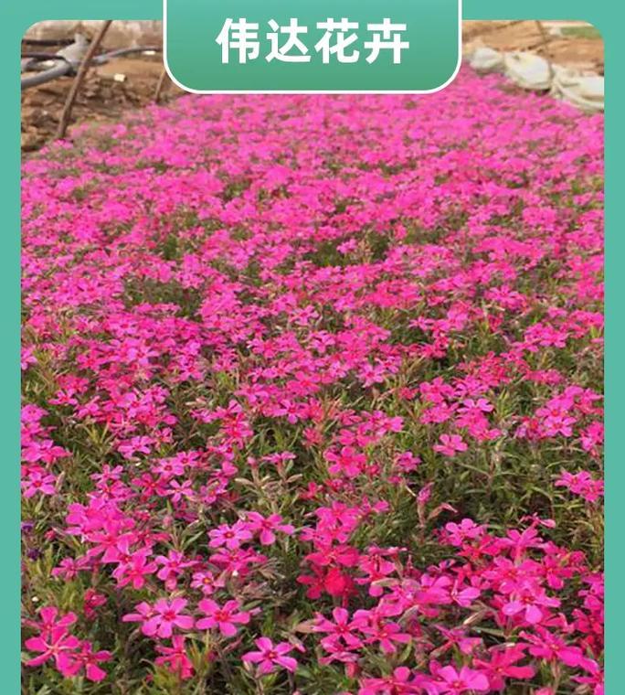 地被品种的选择标准是什么？地被品种有哪些优势？
