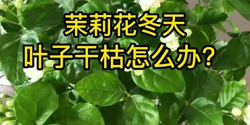 茉莉叶子干枯的解决方法是什么？