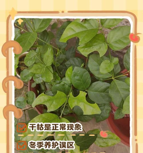茉莉叶子干枯的解决方法是什么？