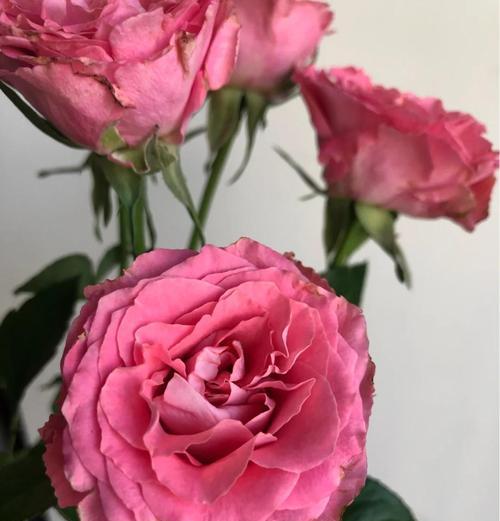 玫瑰什么时候开花？玫瑰花期的管理和养护要点是什么？