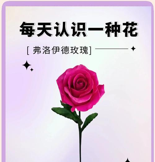 玫瑰什么时候开花？玫瑰花期的管理和养护要点是什么？