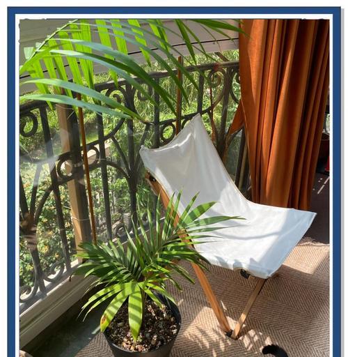 棕榈植物的养护要点是什么？