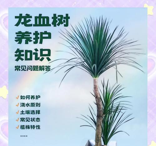 棕榈植物的养护要点是什么？