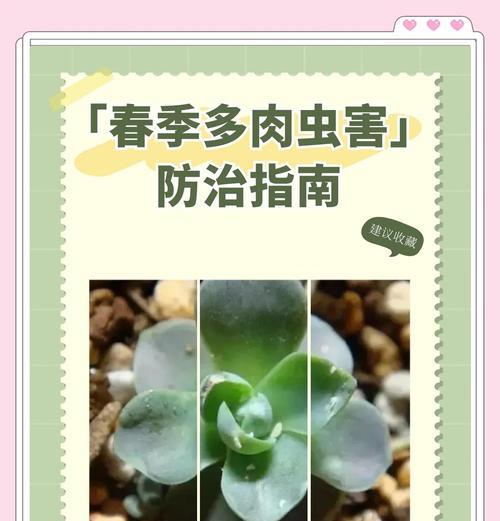 花草防虫的有效方法是什么？