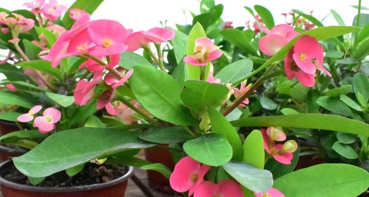刺梅花的养殖方法有哪些？如何处理冬季休眠期？
