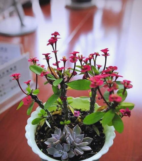 刺梅花的养殖方法有哪些？如何处理冬季休眠期？