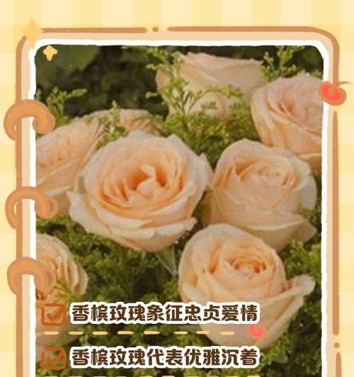香槟玫瑰代表什么？它的花语和用途是什么？