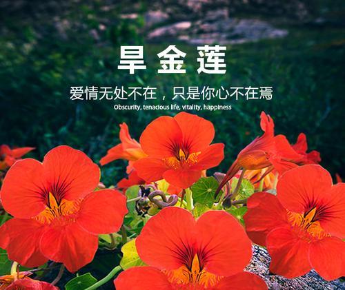旱莲种子播种的步骤和注意事项？