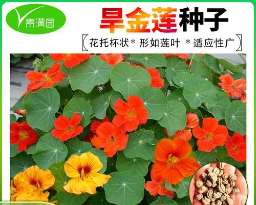 旱莲种子播种的步骤和注意事项？