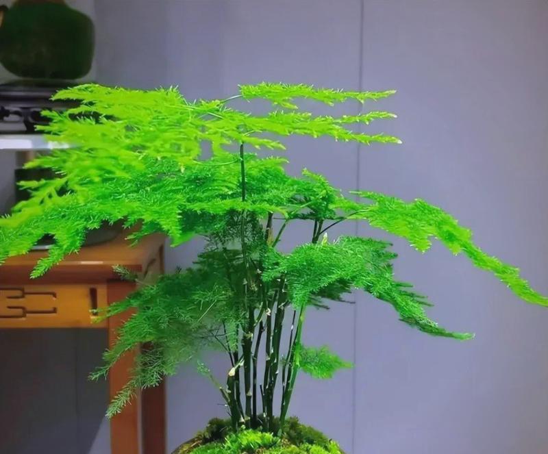 球文竹的养护方法和管理技巧是什么？