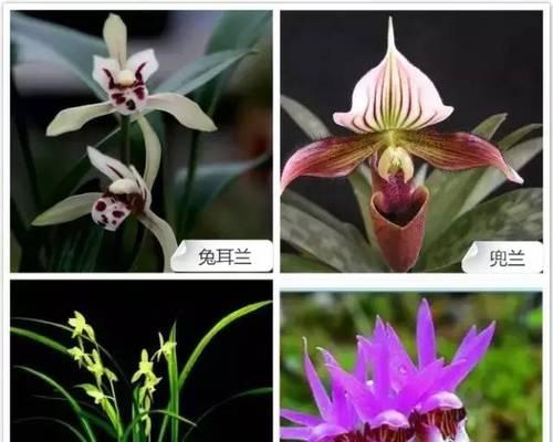 兰花的品种有哪些？如何区分不同种类的兰花？