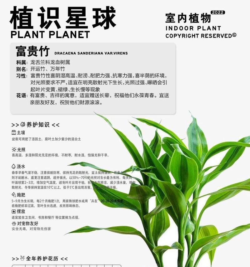 富贵竹怎么剪叶？富贵竹修剪叶子的正确方法是什么？