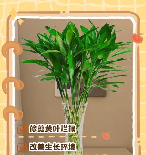 富贵竹怎么剪叶？富贵竹修剪叶子的正确方法是什么？