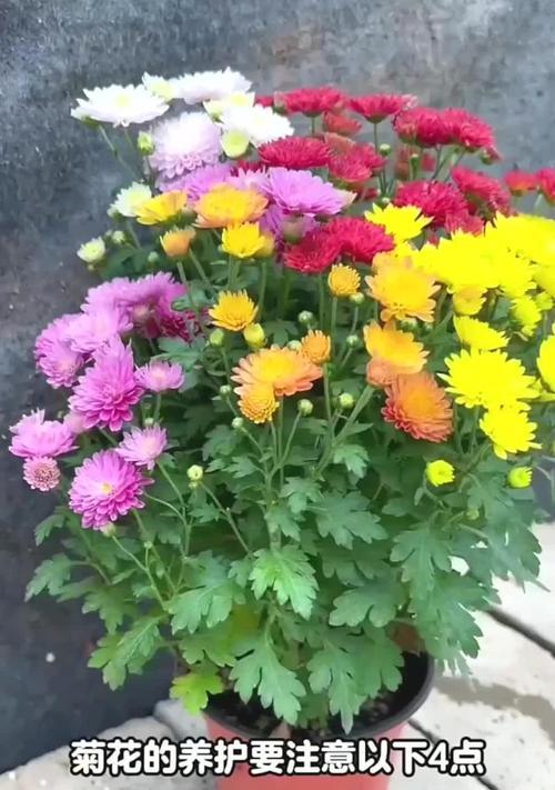 菊花的养殖方法和管理技巧有哪些？