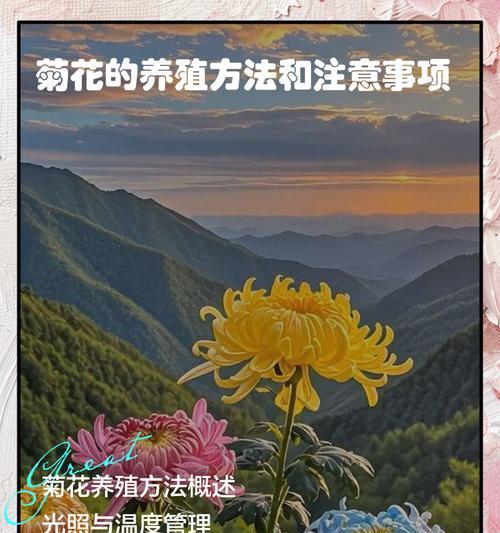 菊花的养殖方法和管理技巧有哪些？