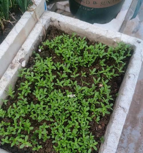 阳台种植胡萝卜的技巧和步骤是什么？