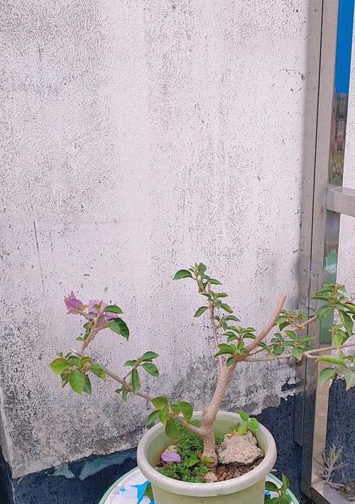 三角梅什么季节换盆好？三角梅换盆的最佳时机和步骤是什么？