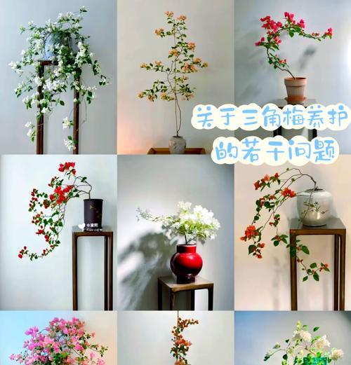 三角梅什么季节换盆好？三角梅换盆的最佳时机和步骤是什么？