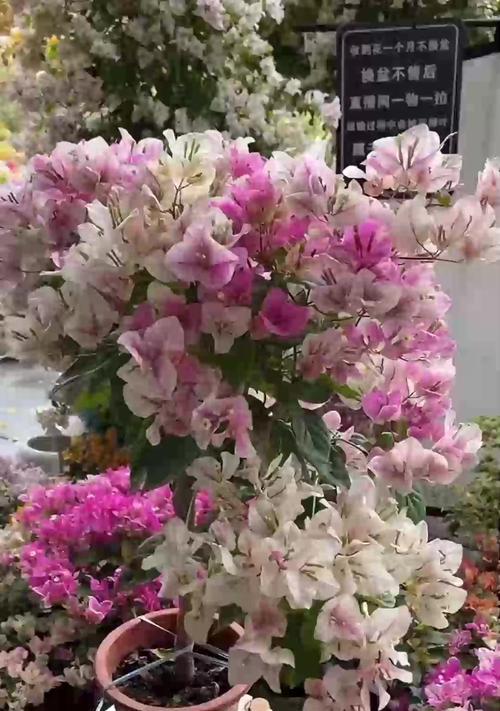 三角梅什么季节换盆好？三角梅换盆的最佳时机和步骤是什么？