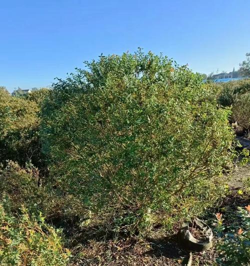 彩叶植物有哪些新品种？彩叶新品种选择的常见问题是什么？