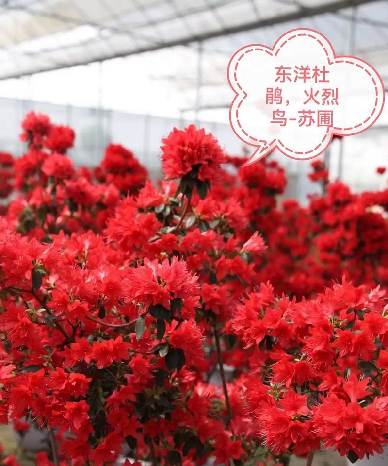 彩叶植物有哪些新品种？彩叶新品种选择的常见问题是什么？