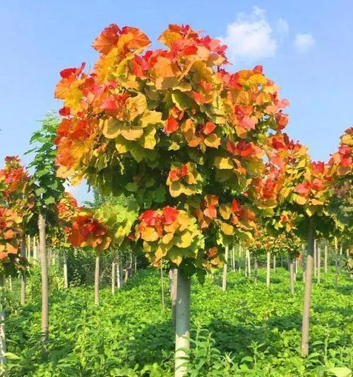 彩叶植物有哪些新品种？彩叶新品种选择的常见问题是什么？