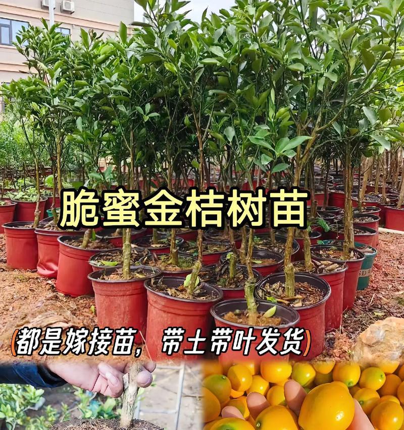小金桔树的养殖技巧有哪些？如何保持其果实品质？