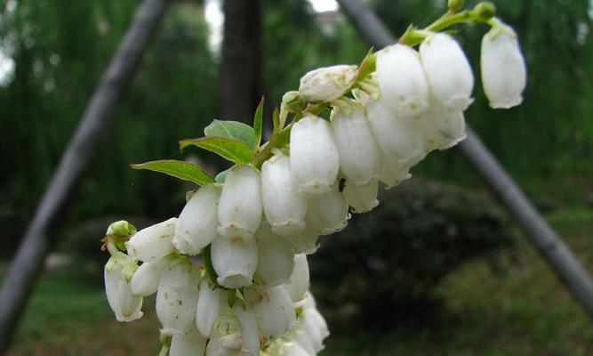 世界上最小的花是什么？