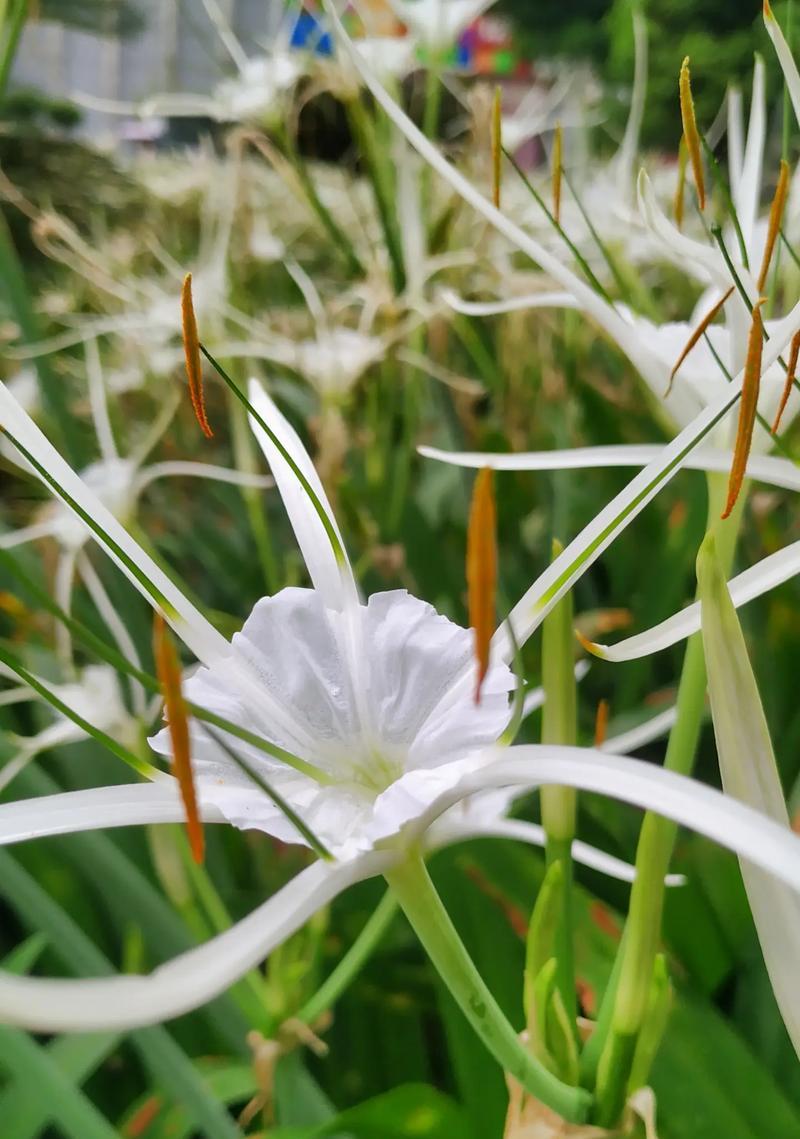 世界上最小的花是什么？