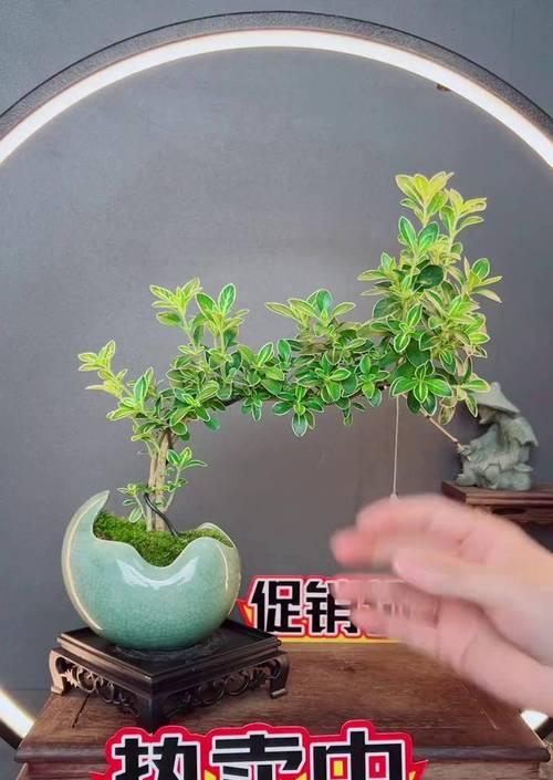 六月雪有哪些好品种？如何选择适合的六月雪品种？