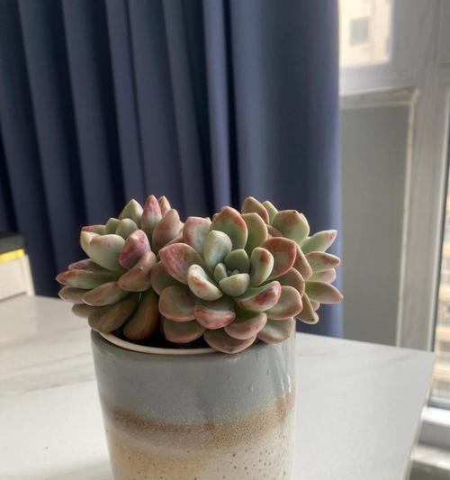 鹿娃娃植物的养护方法是什么？