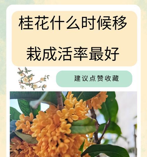 桂花施肥的最佳时机是什么时候？如何正确施肥？