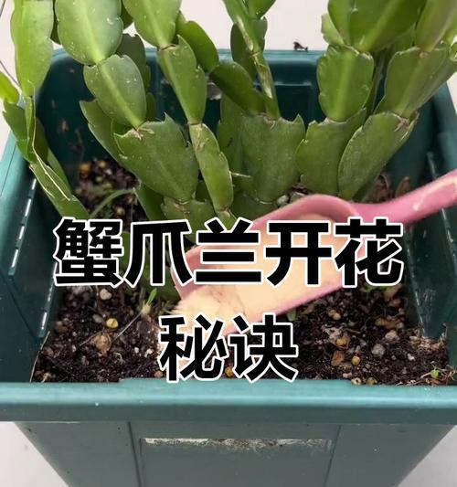 蟹爪莲不开花的原因及解决方法是什么？