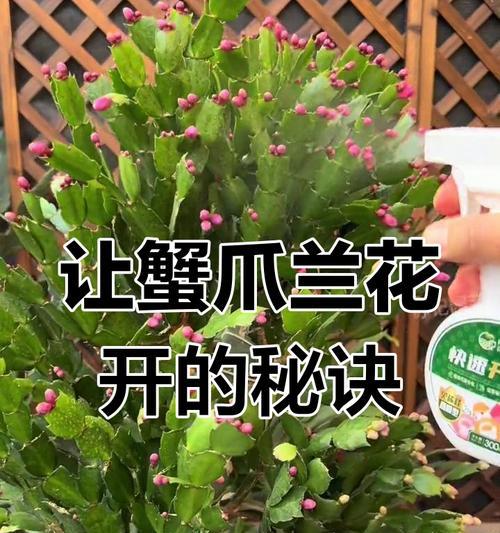 蟹爪莲不开花的原因及解决方法是什么？