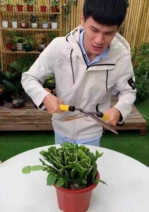 蟹爪莲不开花的原因及解决方法是什么？