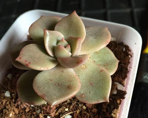 玫瑰花水培的方法是什么？怎样才能养出美丽的水培玫瑰？
