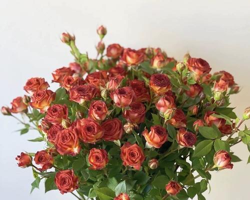 玫瑰花水培的方法是什么？怎样才能养出美丽的水培玫瑰？