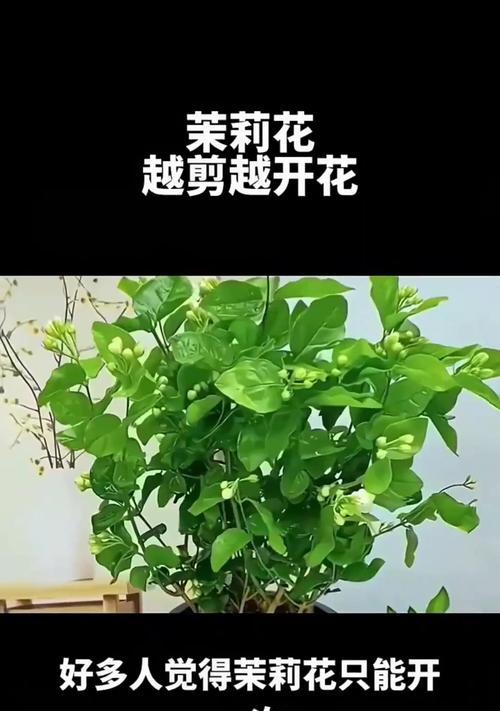 茉莉移栽的最佳时机是什么时候？