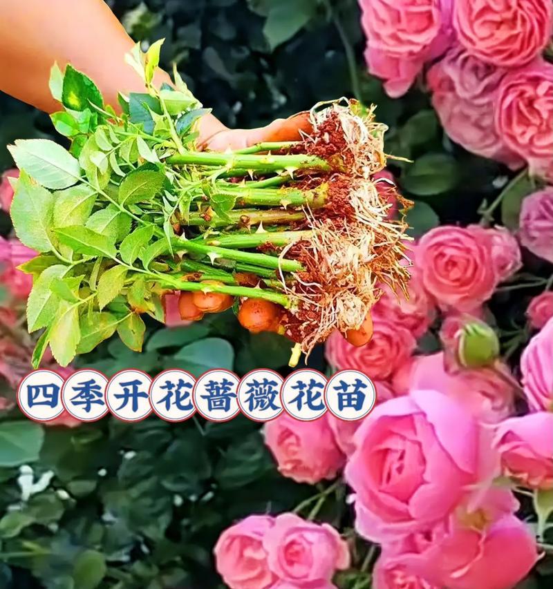 蔷薇的最佳种植时间是什么时候？