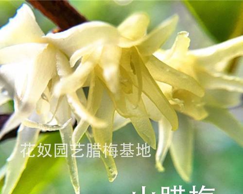 腊梅的品种有哪些？腊梅的品种如何分类？