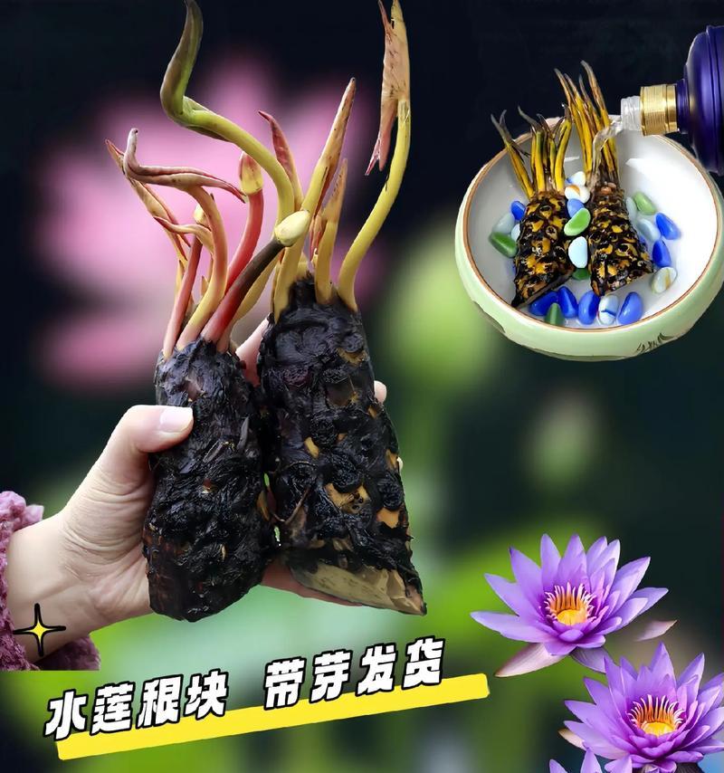 水季草的正确浇水方式是什么？