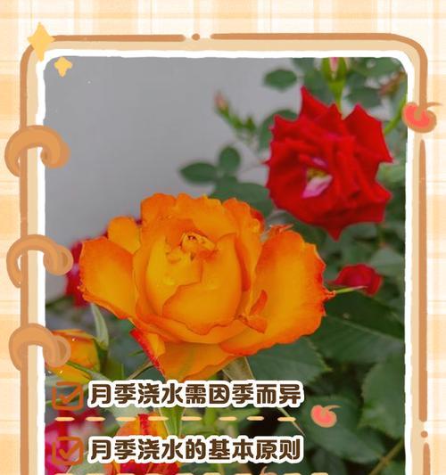 水季草的正确浇水方式是什么？